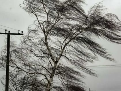 В Костромском регионе прогнозируется усиление ветра