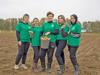 Заголовок Картофельная страда - в самом разгаре