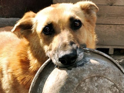 Костромские школьники собирают корма для бездомных животных