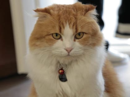 Полярный антициклон принесет немного солнца в Кострому