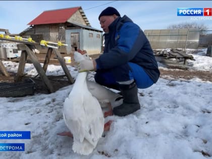 Костромские ветеринары начали прививать домашних кур, гусей и уток от птичьего гриппа