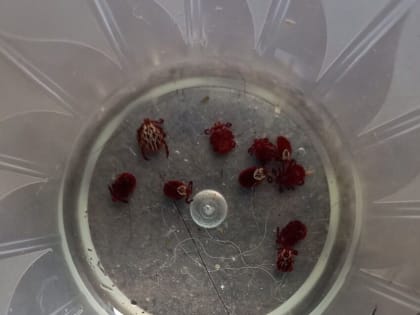 Смертельно заразны: страшную статистику по клещам обнародовали в Костромской области