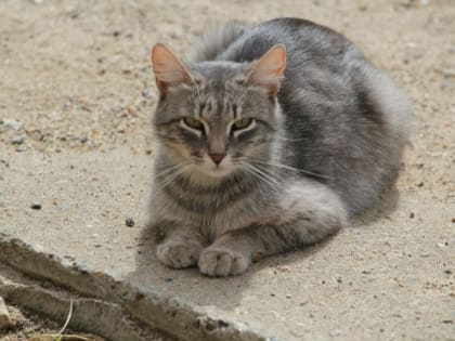 Сильный ветер и снежные осадки ждут костромичей в День Победы