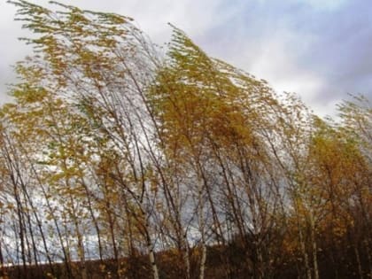 Костромичей ждут ветреные выходные