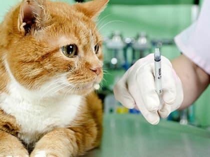 Лучшая защита — вакцинация