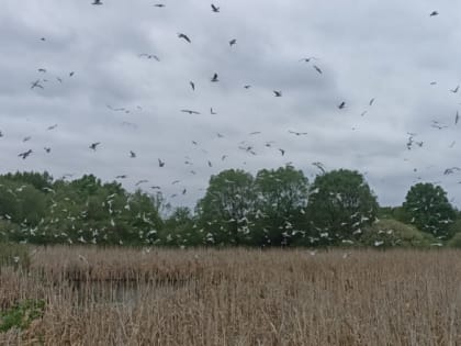 Карантин по гриппу птиц в Мантуровском муниципальном округе снят