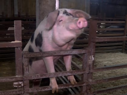 Разработки костромских ученых из Сельхозакадемии одобрили в РАН