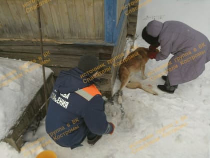 Шарьинские спасатели вызволили из беды собаку