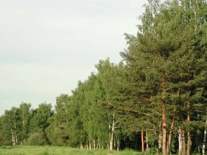 Из школьного лесничества —  в профильный вуз