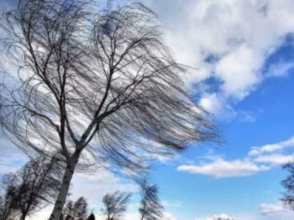 В Костромской области сохраняется ветреная погода