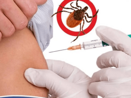 Осень – время вакцинации и ревакцинации от клещевого вирусного энцефалита