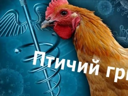 Карантин по гриппу птиц в Мантуровском округе снят