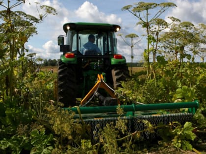 Борьба с борщевиком