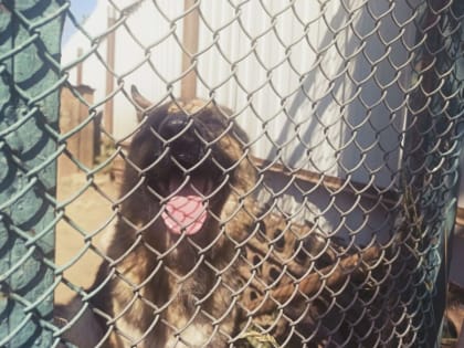 Собака покусала человека в Костроме