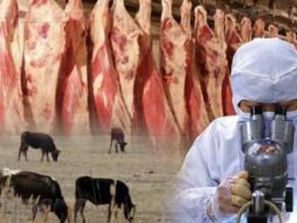 Эпизоотическая ситуация в Российской Федерации.