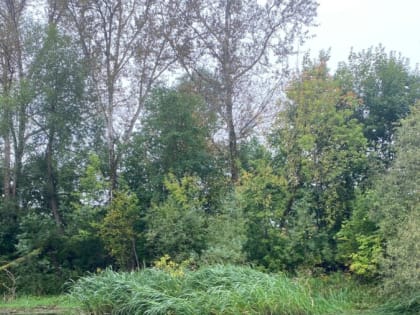 Утки массово позеленели в Костроме: горожане в шоке