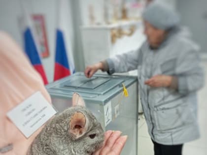Голосование в СИЗО, бутылки для юных избирателей и шиншилла на участке