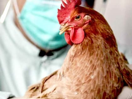 Профилактика: грипп птиц