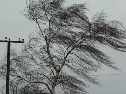 В Костроме и по области ветер усилится до 17 м/с