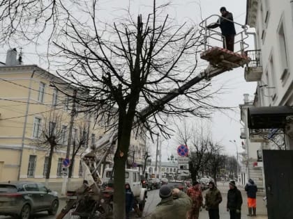Автомобилистов в Костроме просят при парковке оглядеться – не обрезают ли поблизости деревья