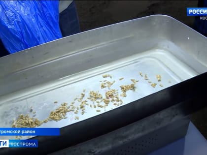 В костромской Сельхозакадемии придумали, как вывести зерно из «спячки» и настроить его на волну активного роста