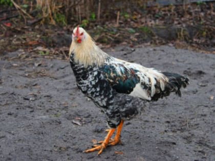 Памятка для населения: Высокопатогенный грипп птиц