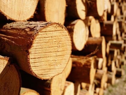 Костромская область отгружает за границу больше леса, чем соседние