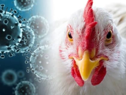 Памятка владельцам домашней птицы по профилактике гриппа птиц