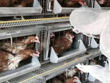 В Костромской области вводятся дополнительные мероприятия по профилактике гриппа птиц