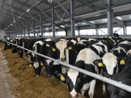 В Костромской области расширен перечень производителей молока, которые смогут получить господдержку