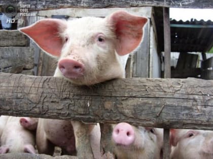 Информация для владельцев свиней