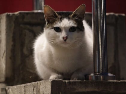 Вот и все – в Костроме на неделе гарантирована минусовая погода