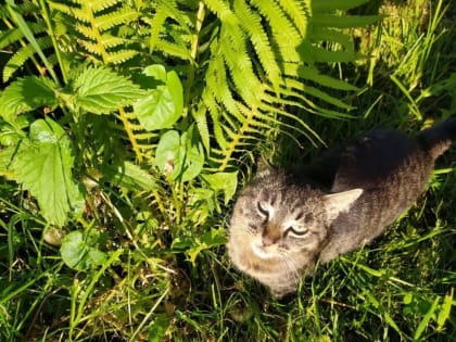 Тихий океан подарит костромичам аномально жаркое лето