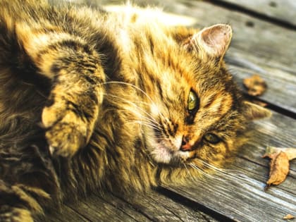 Золотая осень продолжит радовать костромичей погодой