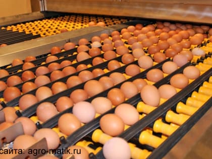 АО "Галичское" по птицеводству - в лидерах