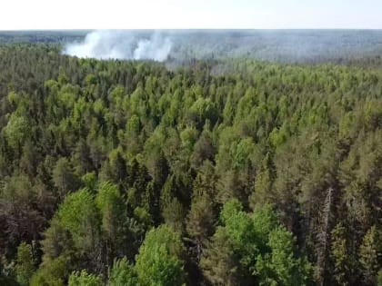 Засухе вопреки: в Костромской области значительно сократилась площадь лесных пожаров