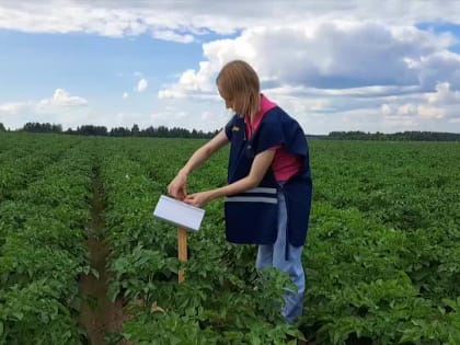 В Костромской области упразднили 10 карантинных зон по картофельной нематоде