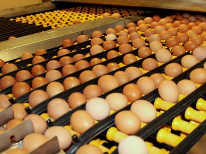 Костромские предприятия произвели больше 417 миллионов яиц за пять месяцев