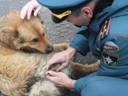 Костромские пожарные бросили свои дела ради спасения собаки из колючей проволоки (ФОТО)