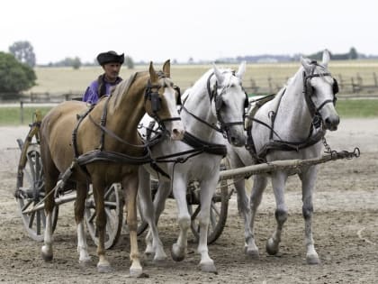 Жаркая борьба русских троек за звание лучшей в России развернется в Костроме