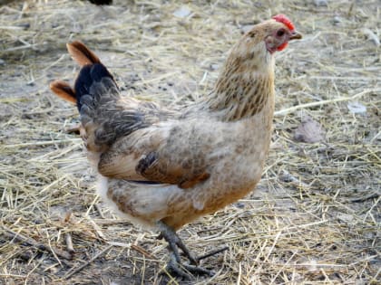 Наш регион увеличил производство мяса птицы на 40%