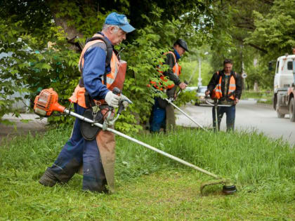 В этом году клещи меньше кусают костромичей