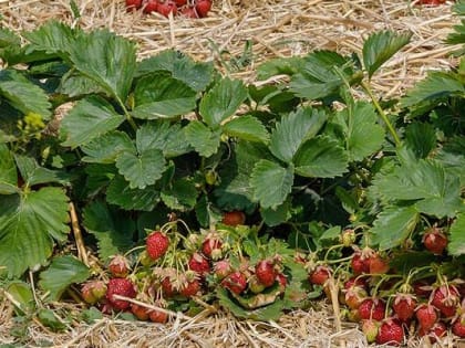 Как правильно ухаживать за клубникой, чтобы получить богатый урожай