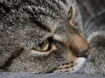 Малолетние костромские садисты зверски убили кошку