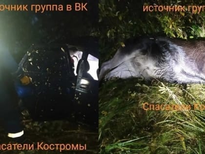 Водитель и лось погибли в столкновении на дороге под Костромой