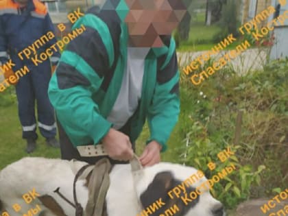 Спасатели достали собаку из четырехметрового колодца рядом с Костромой