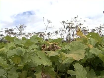 Власти Костромской области напоминают: за несвоевременное уничтожение борщевика – штраф!