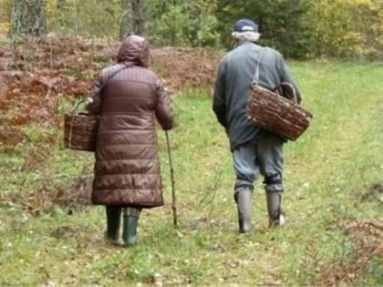 В Макарьевском районе нашли потерявшегося грибника из Шарьи