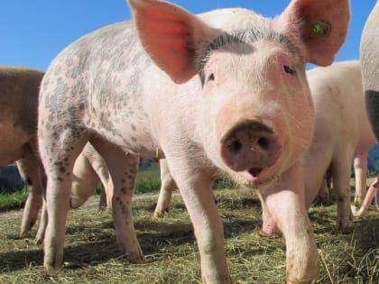 В Костромской области за полгода вакцинировали 20 млн животных и птиц