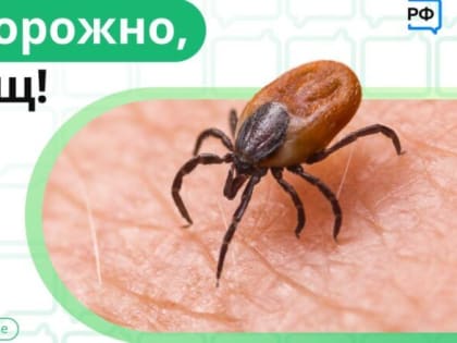 Бой клещам